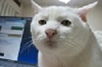 Meme gatto
